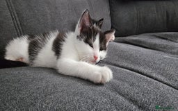 Domestic Shorthair cats for sale: Kittens ready to go - Image 9