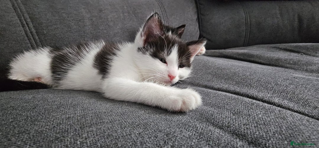 Domestic Shorthair cats for sale: Kittens ready to go - Image 9