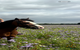 Irish Cob horses for sale: Cob bay mare 12.2 - Image 7