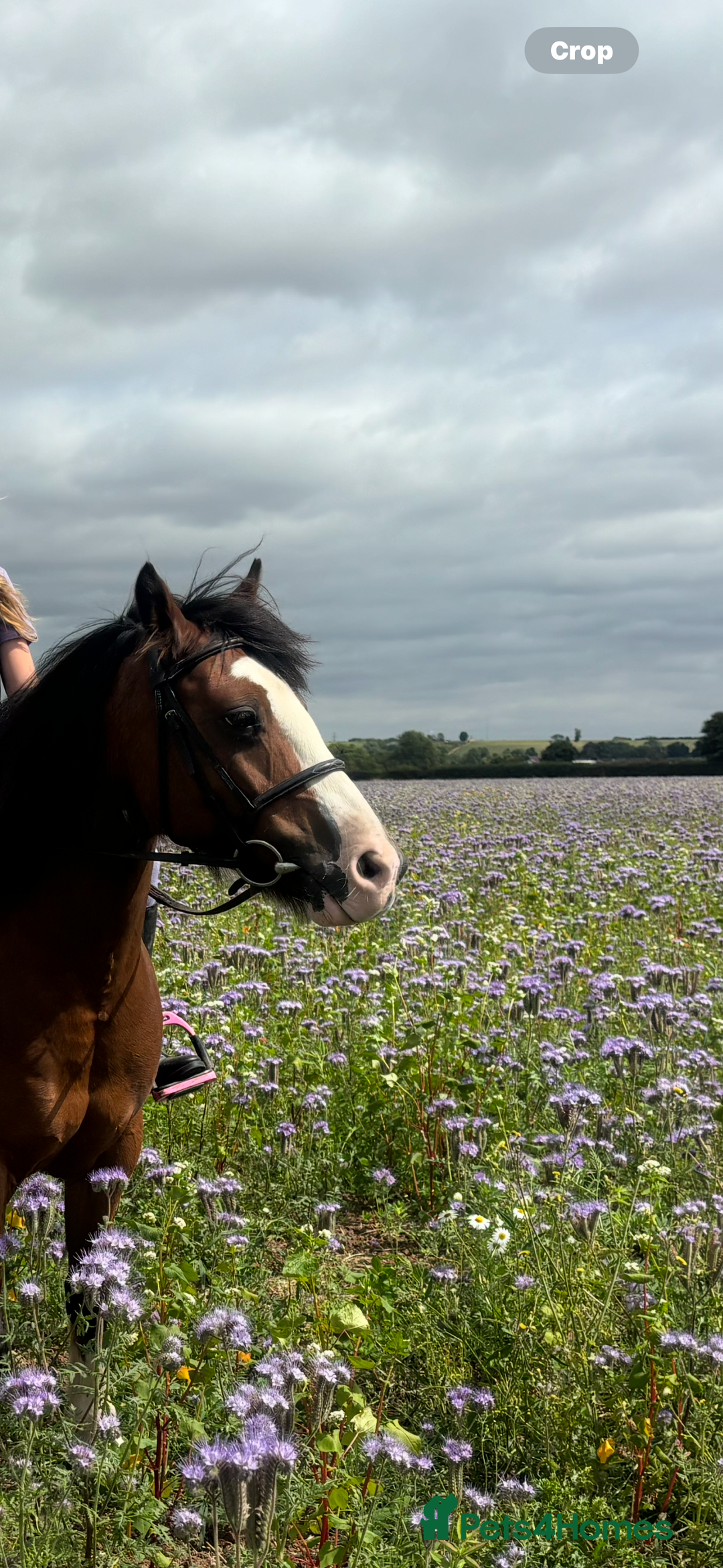 Irish Cob horses for sale: Cob bay mare 12.2 - Image 7