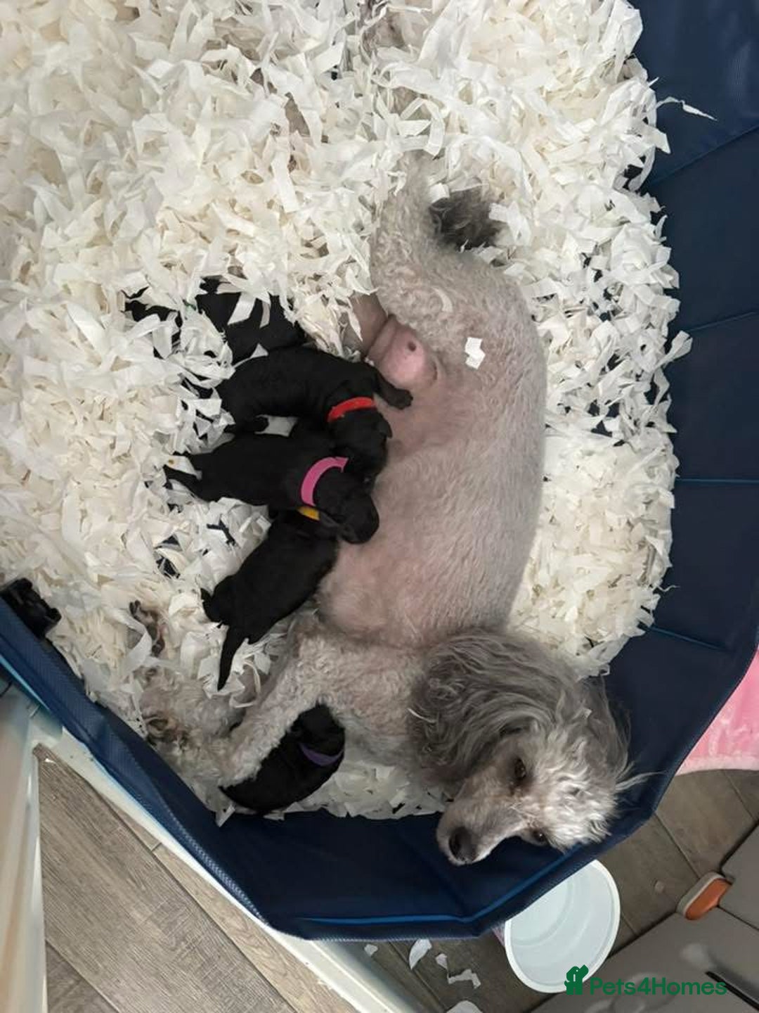 Miniature Poodle dogs for sale: Miniature Poodles  - Image 6