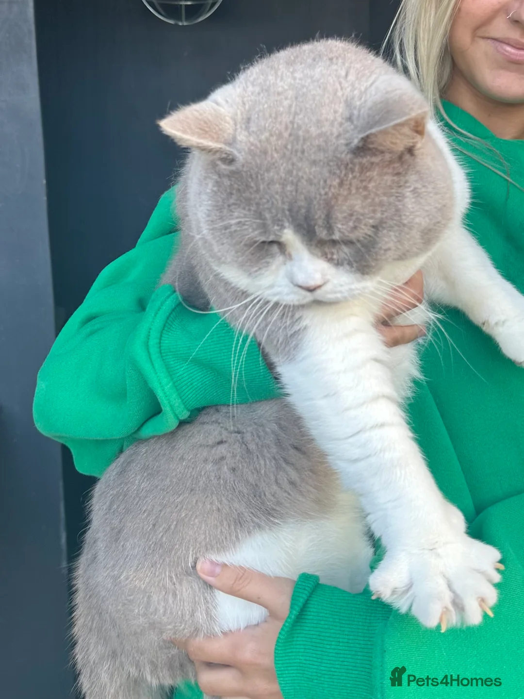British Shorthair cats for stud: Stunning BSH lilac bi colour boy in Swansea - Advert 8