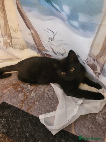 British Shorthair cats - Advert 8