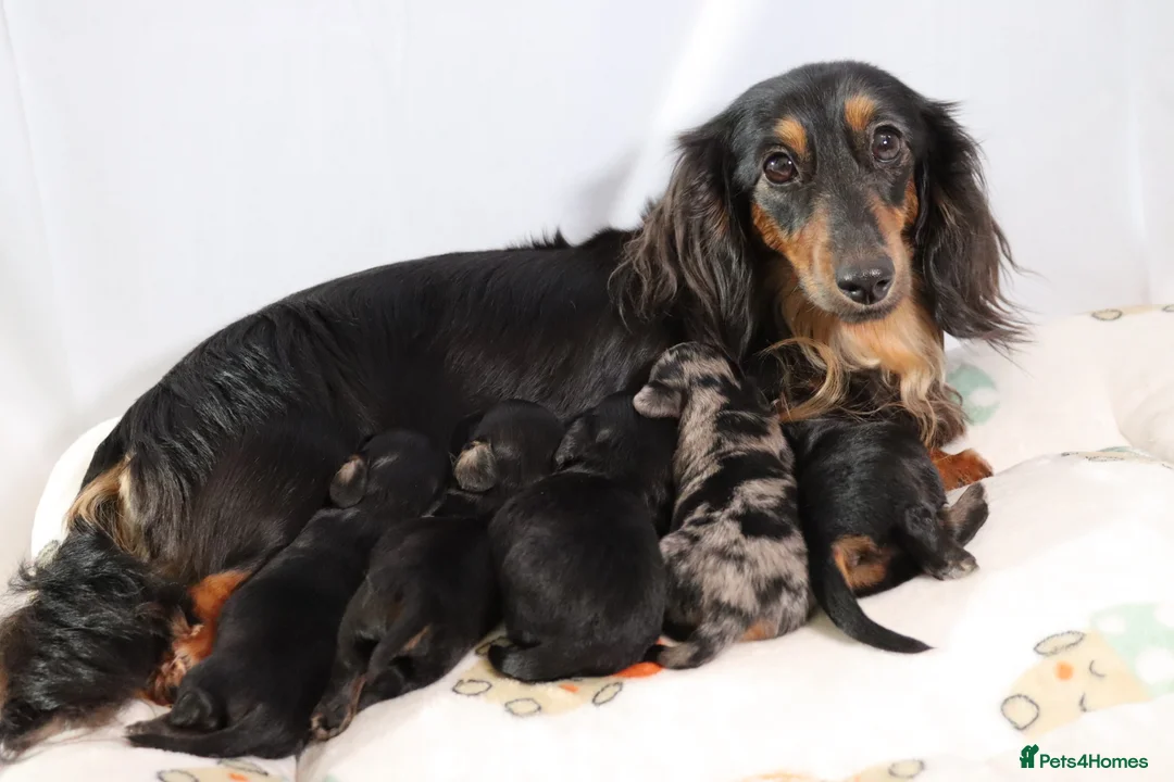 Miniature Dachshund dogs for stud: Silver dapple miniature longhaired dachshund stud in Stowmarket - Advert 15