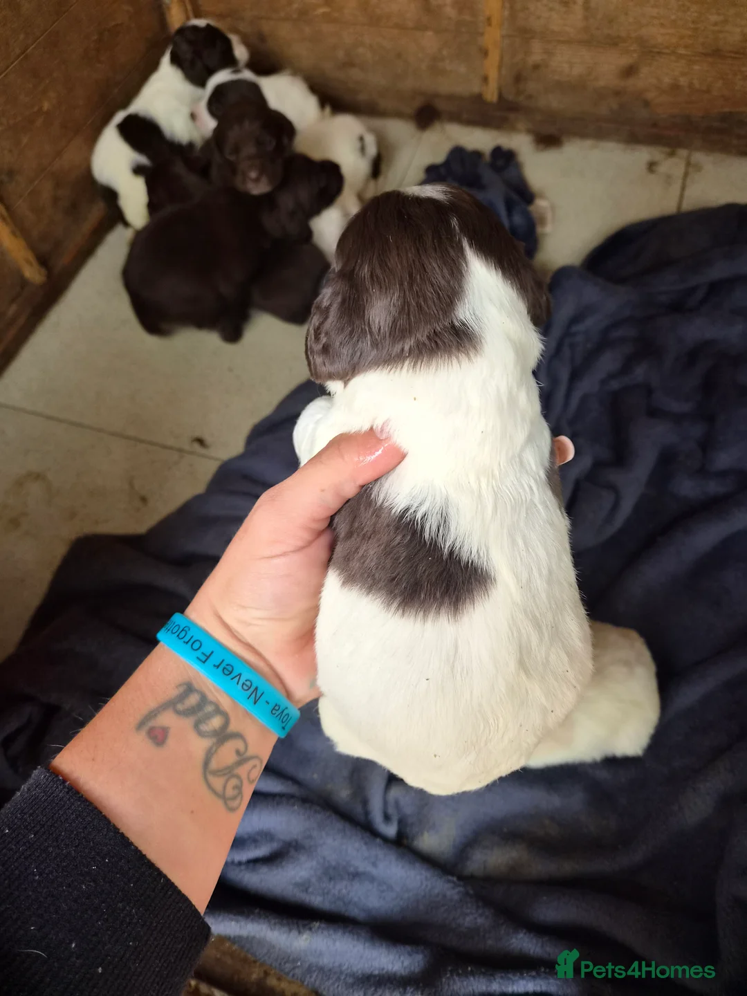 Mixed Breed dogs for sale: 8 mixed puppy's avaliable  - Advert 2