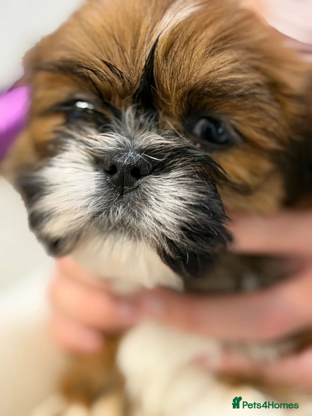 Lhasa Apso dogs for sale: 4 stunning boys available ready 11 may  - Advert 2