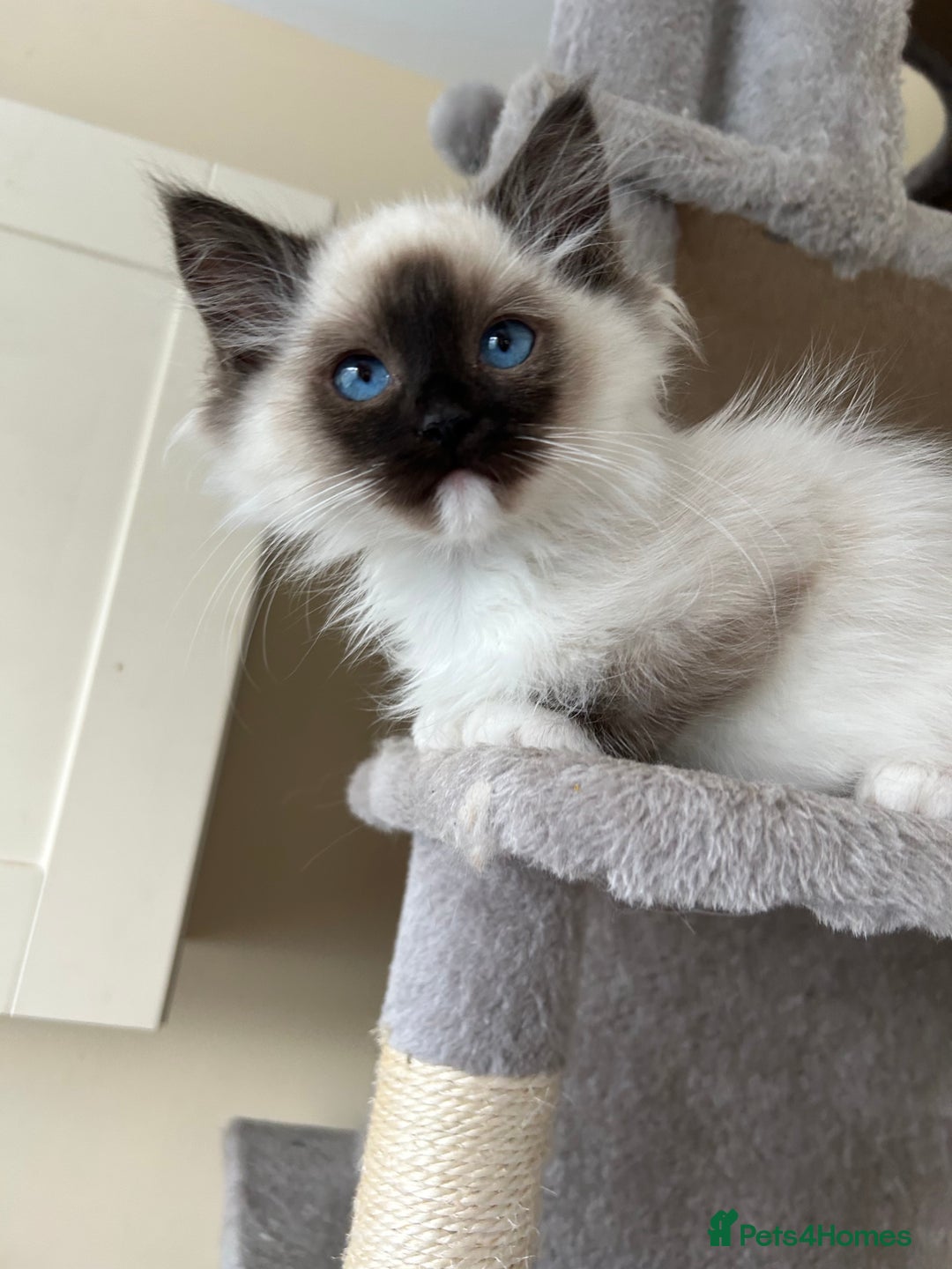 Ragdoll cats for sale: Ragdoll kittens one boy left seal mitted. - Advert 4