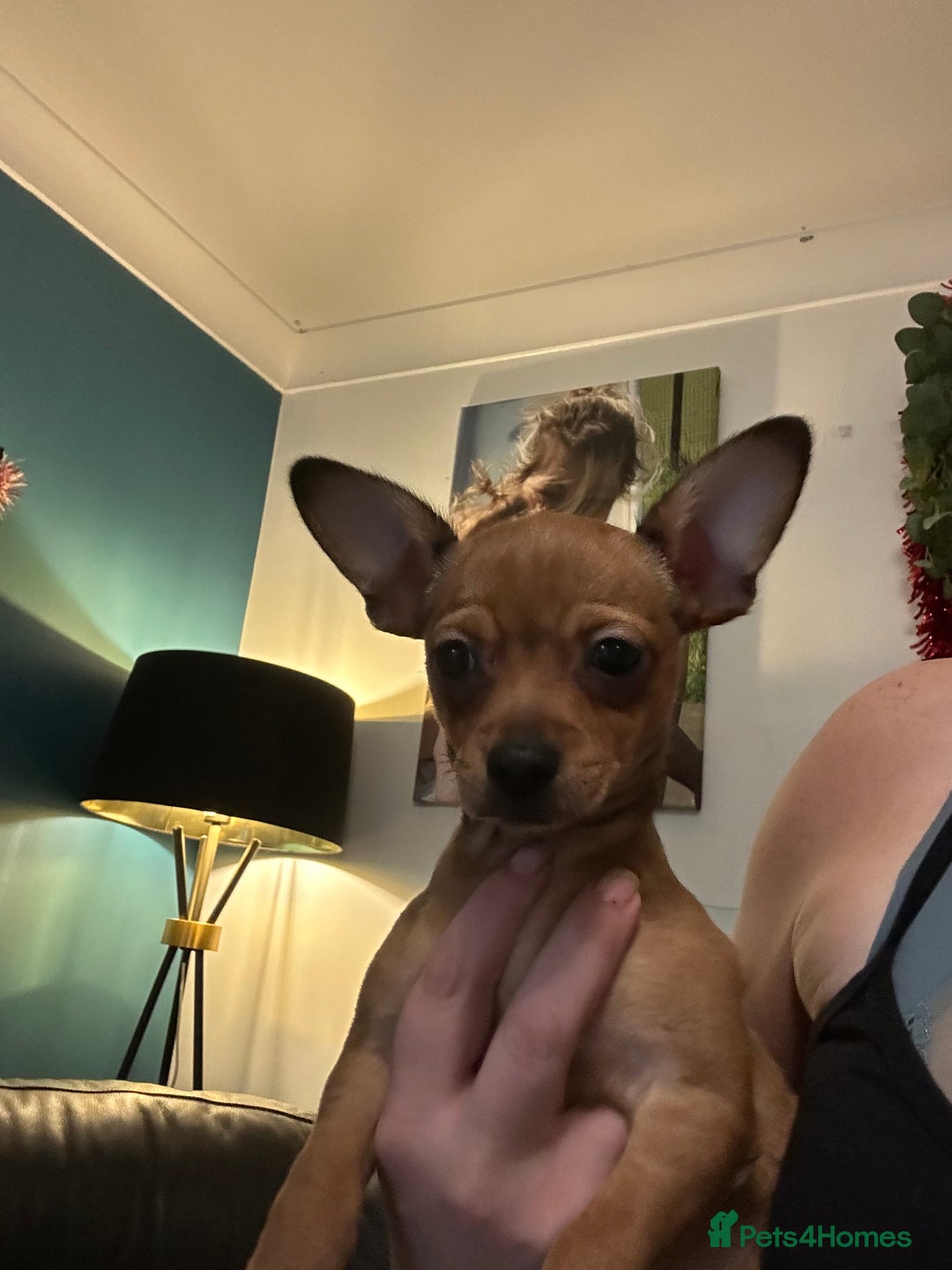 Mixed Breed dogs for sale: Beautiful female jackchi - Advert 8