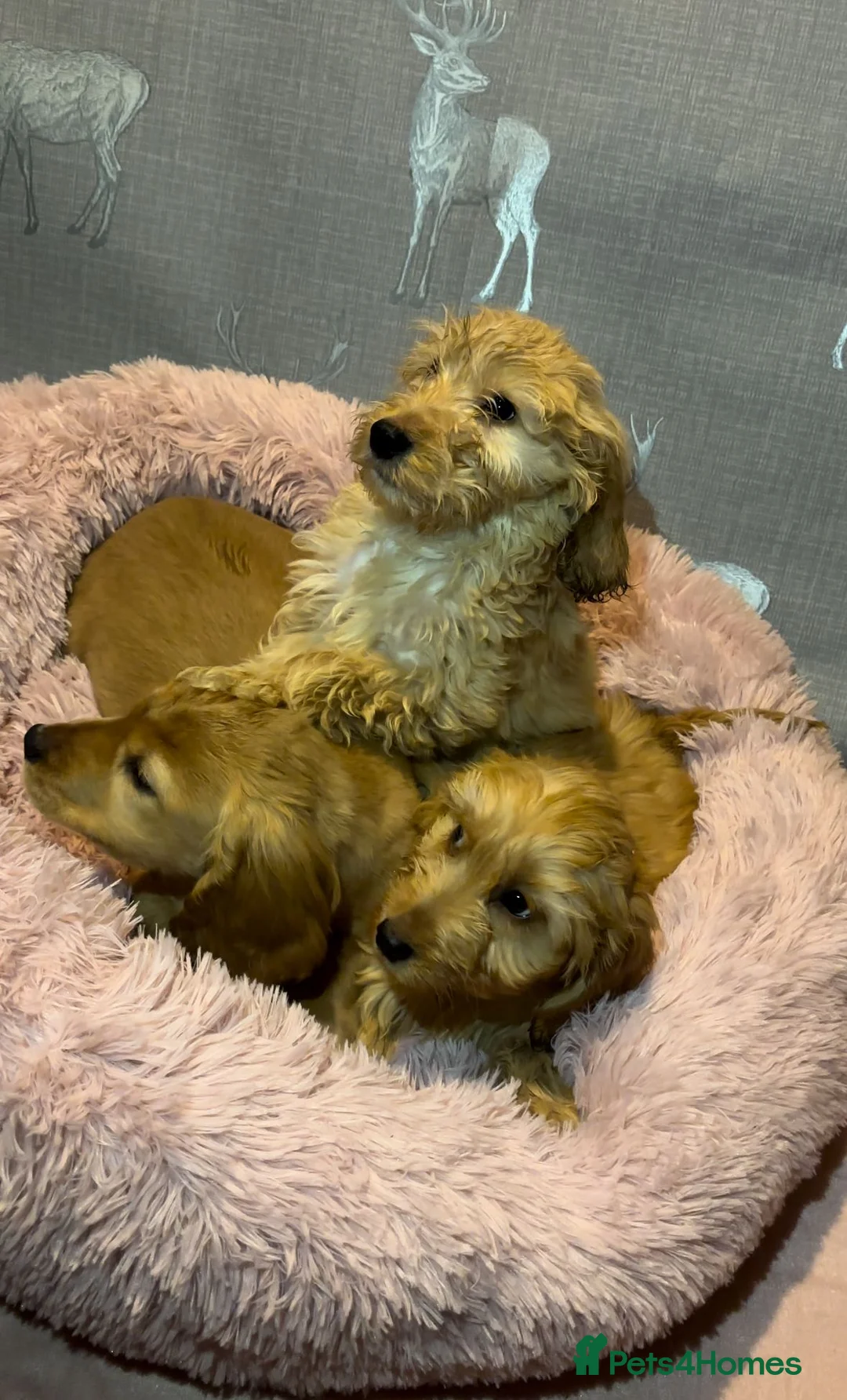 Cockapoo dogs for sale: Cockapoo puppies for sale  - Advert 3