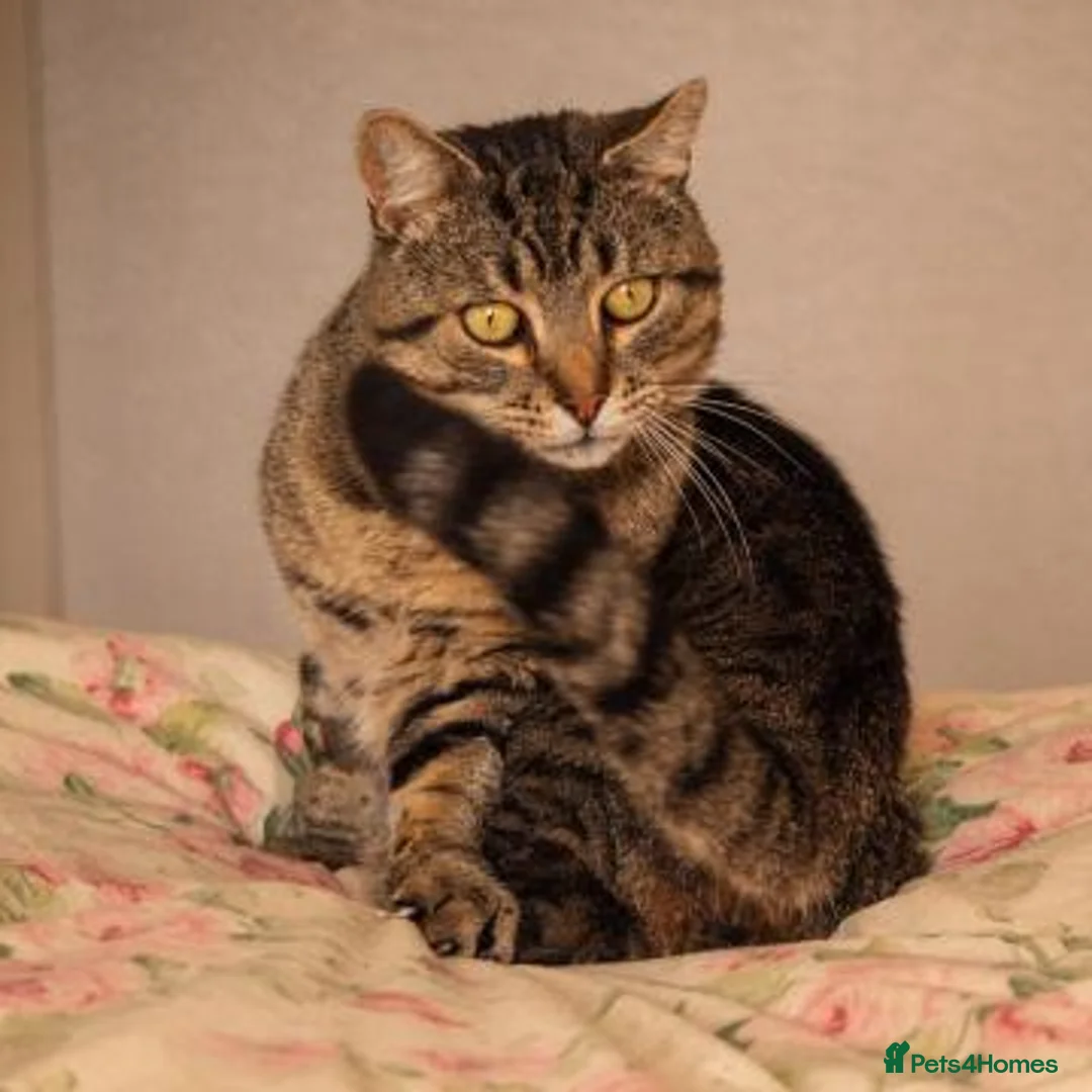 Mixed Breed cats for adoption: BERTIE - Advert 2