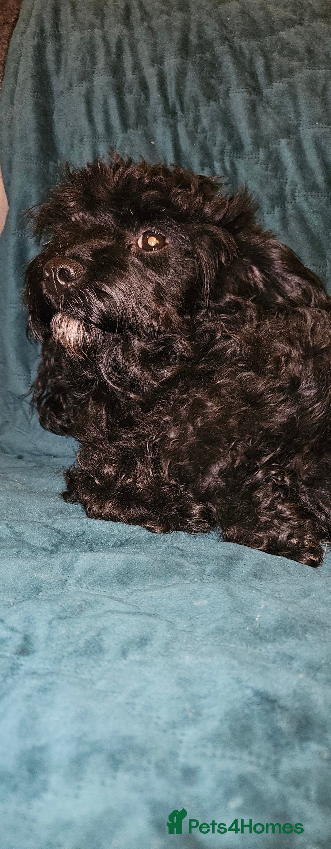 Cockapoo dogs for sale: Very sad sale of my Cockapoo - Image 1