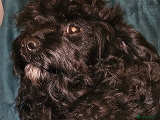 Cockapoo dogs - Advert 23