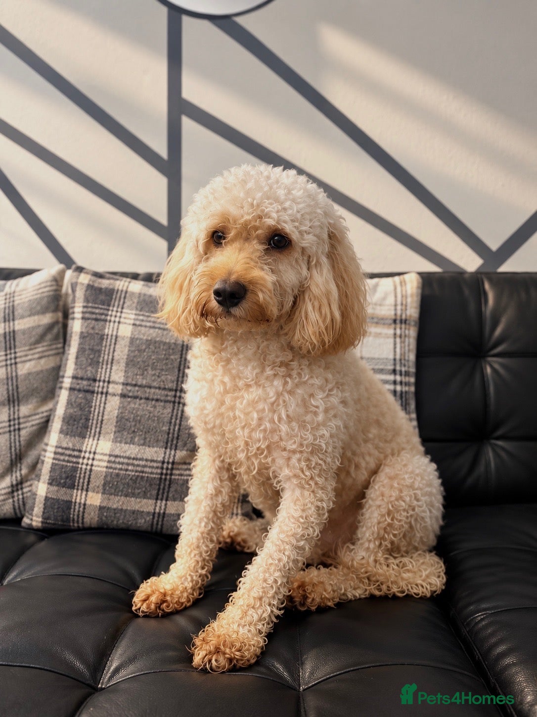 Cockapoo dogs Cockapoo - Advert 1