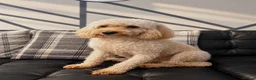 Cockapoo dogs for sale: Cockapoo - Advert 1