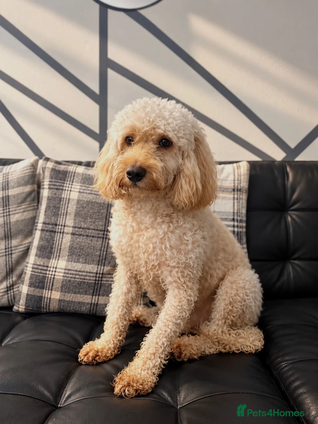 Cockapoo dogs for sale: Cockapoo - Advert 1