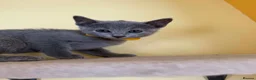 Russian Blue cats for sale: TICA REGISTERED Pure Breed Russian Blue Kittens - Advert 5