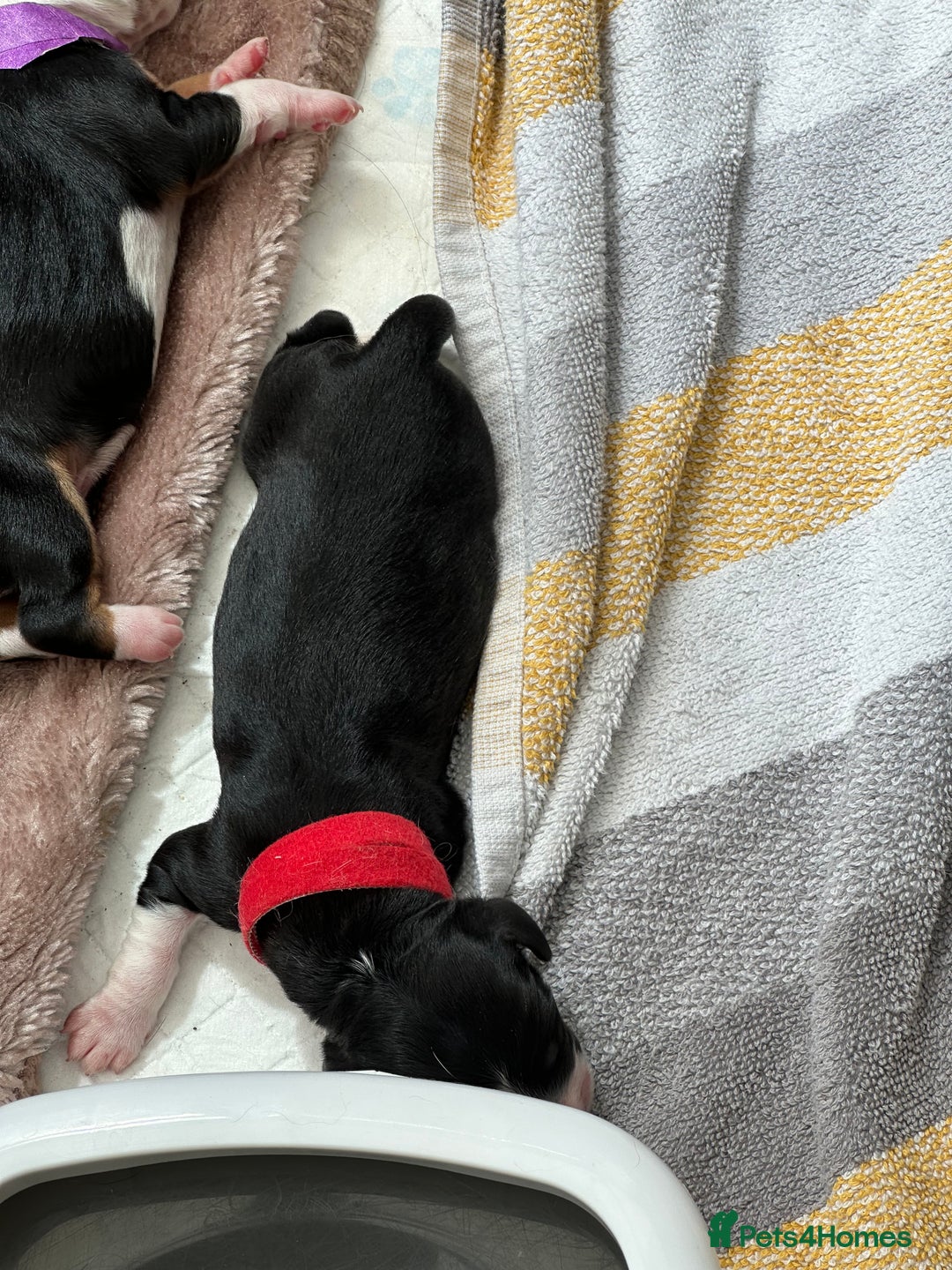Mixed Breed dogs for sale: Border doodle - Image 17