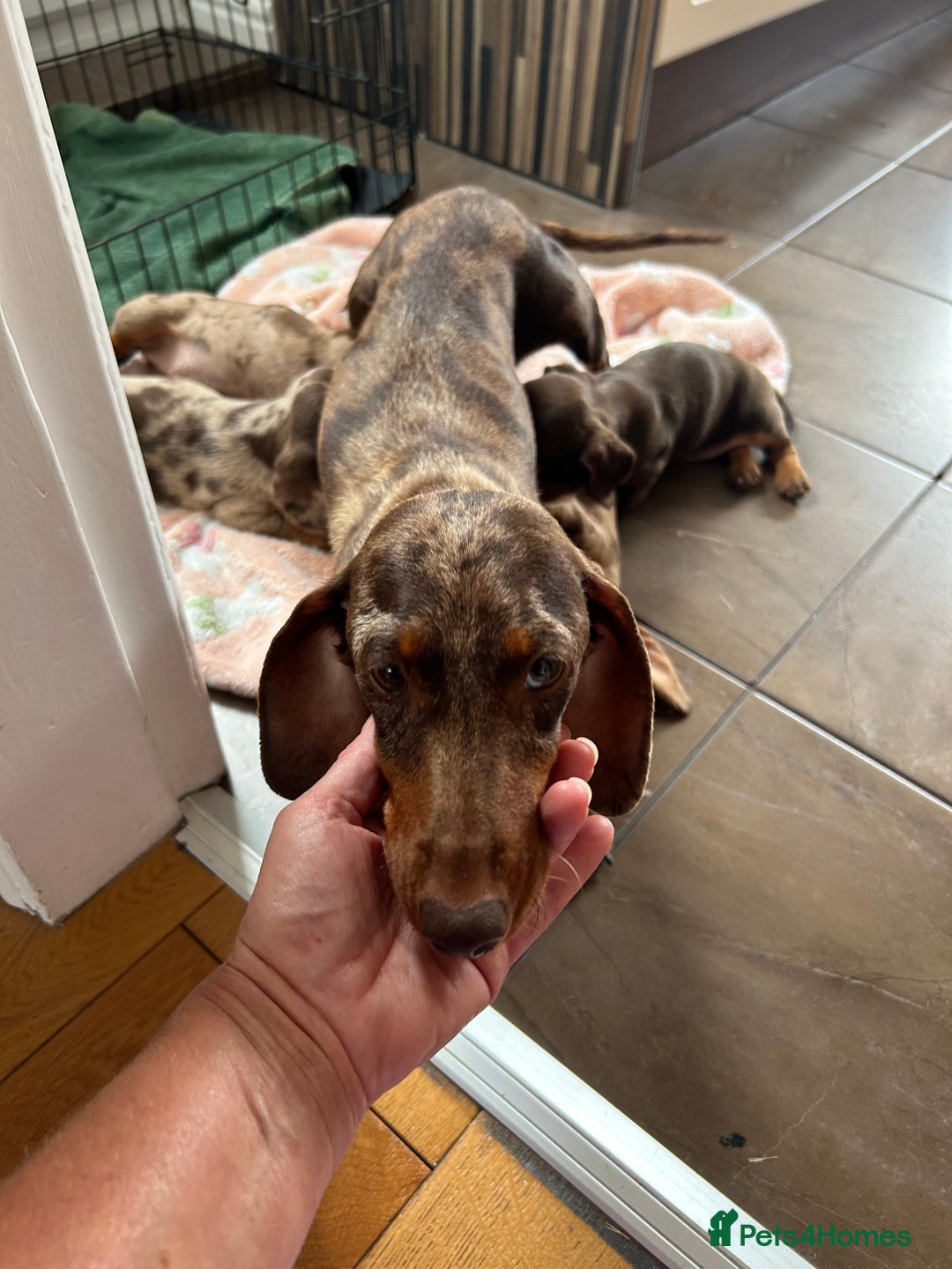 Dachshund dogs for sale: Dachshund medium/small dappled chocolate - Image 4