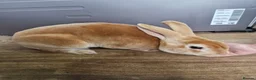 Rex rabbits for sale: Standard rex male  - Advert 3