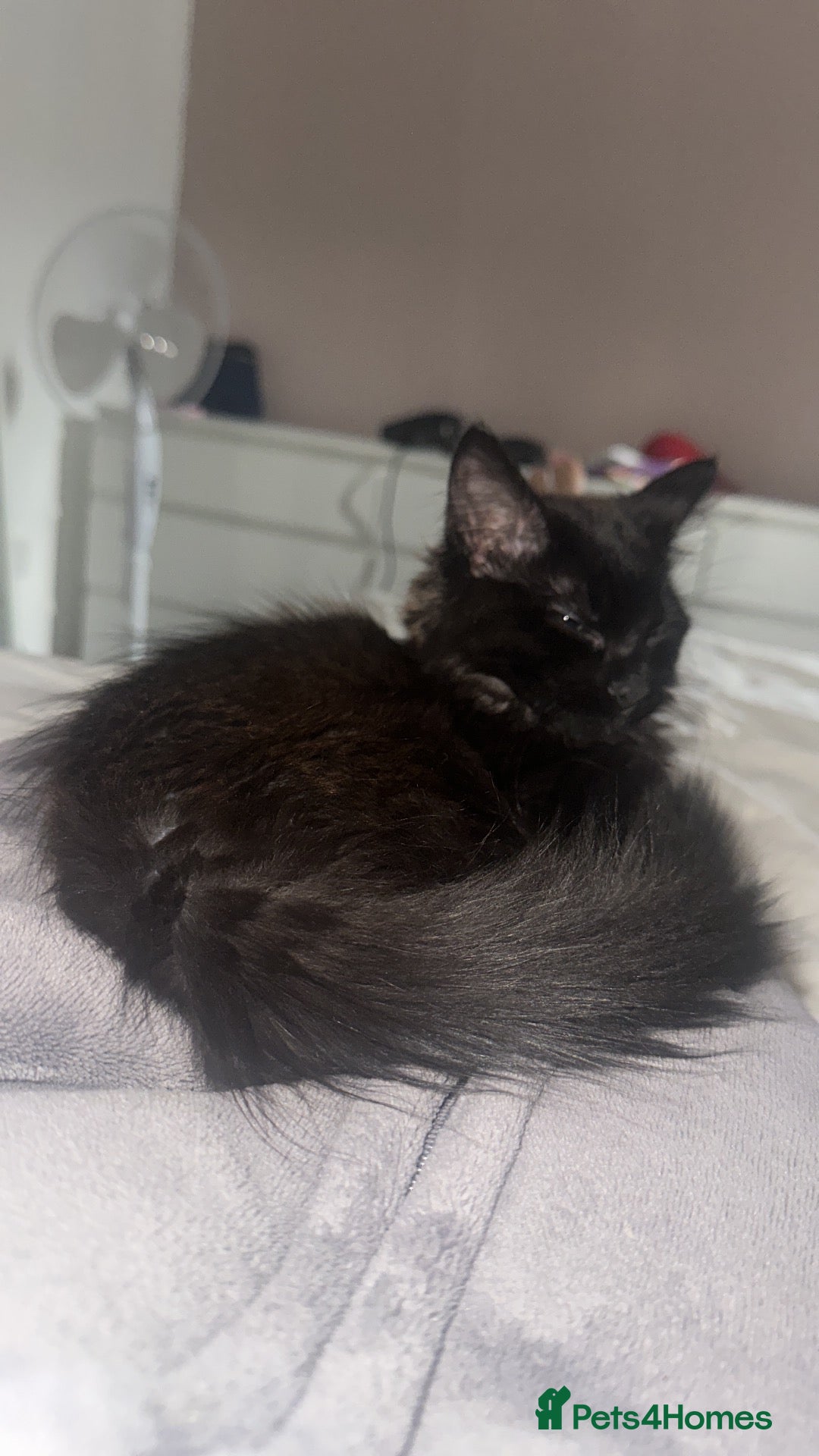 Mixed Breed cats Beautiful Half Ragdoll Kitten  - Advert 1