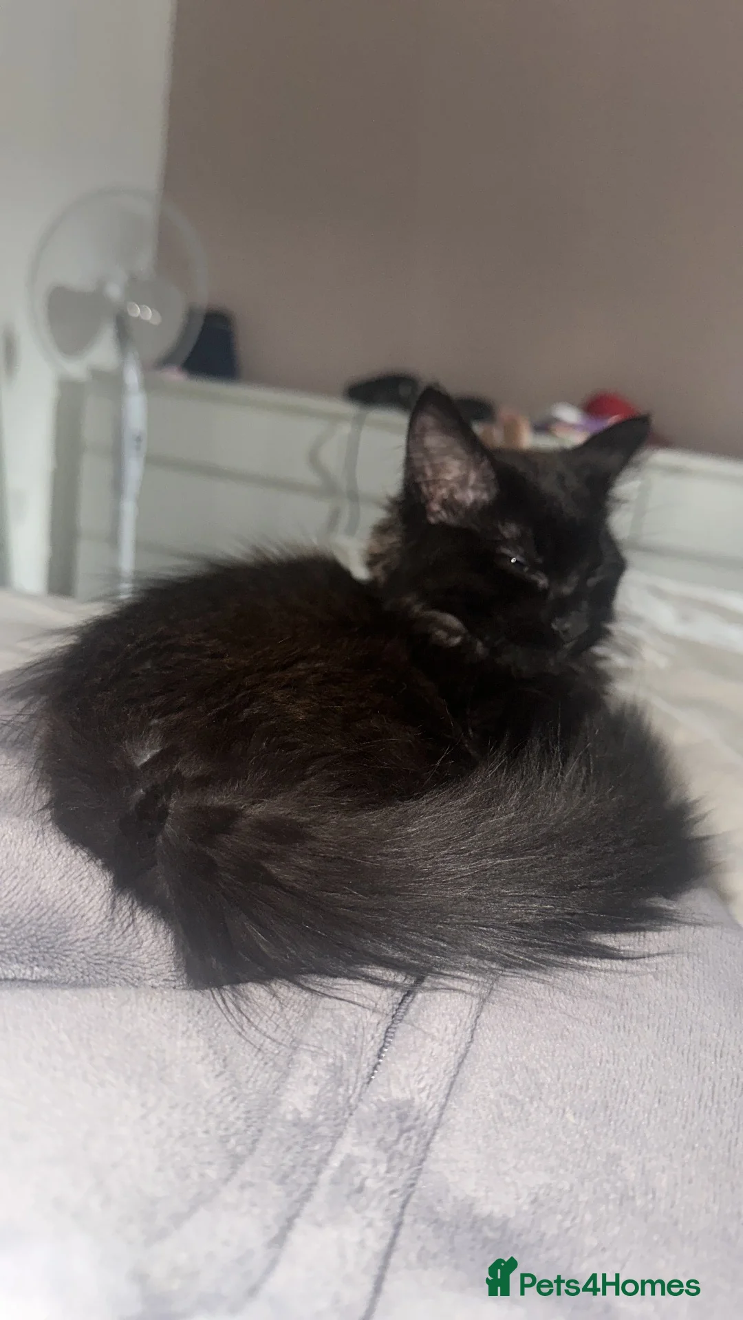 Mixed Breed cats for sale: Beautiful Half Ragdoll Kitten  in London - Advert 1