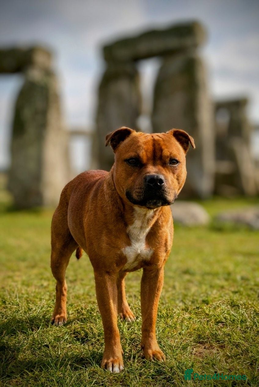 Staffordshire Bull Terrier dogs Health tested Staffordshire bull terrier studs  - Advert 12