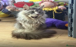 Maine Coon cats for sale: STUNNING SILVER MAINE COON BOYS  - Advert 4