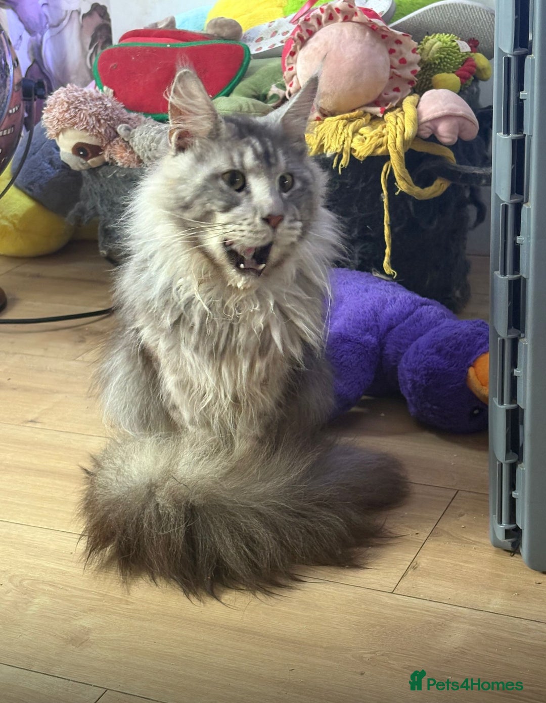 Maine Coon cats for sale: STUNNING SILVER MAINE COON BOYS  - Advert 4