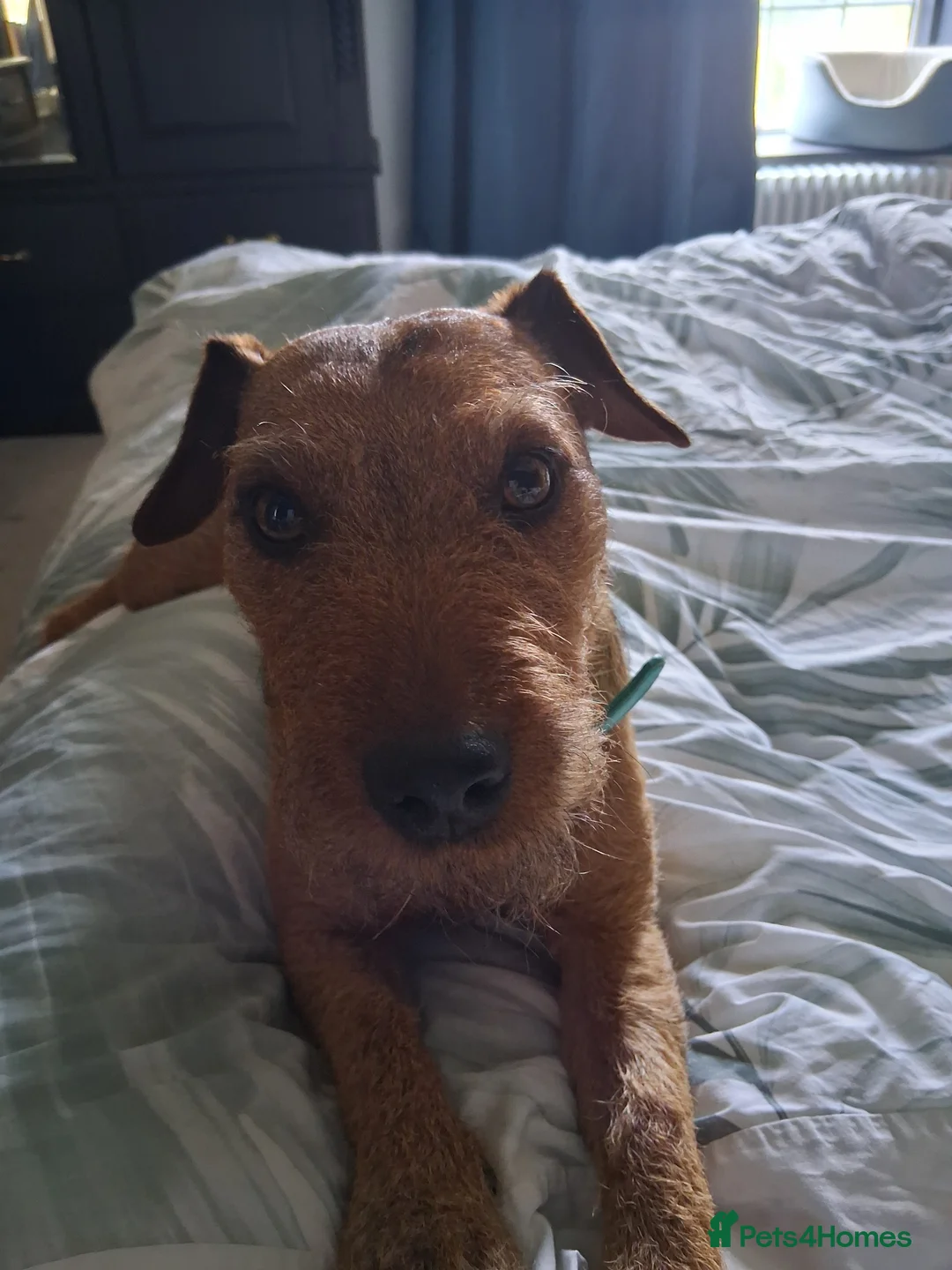 Mixed Breed dogs for sale: Patterdale cross lakeland - Advert 2