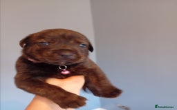 Mixed Breed dogs for sale: Gorgeous rottweiler cross puppies  - Image 33