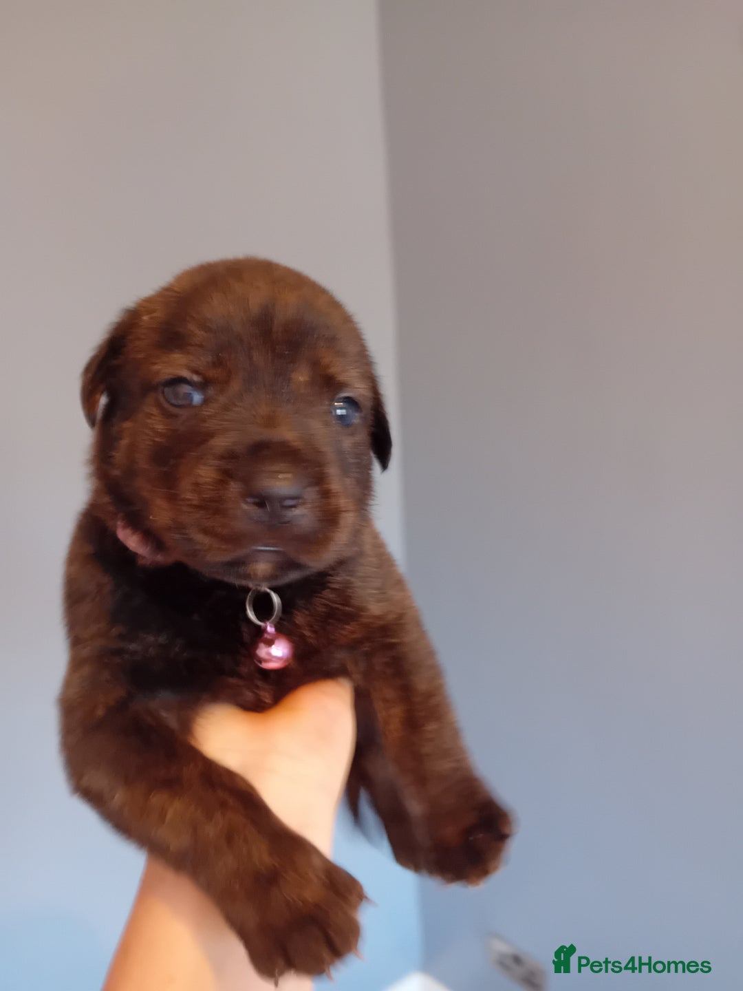 Mixed Breed dogs for sale: Gorgeous rottweiler cross puppies  - Image 33