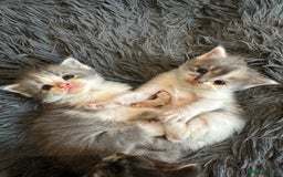 Mixed Breed cats for sale: Half ragdoll fluffy kittens  - Image 8