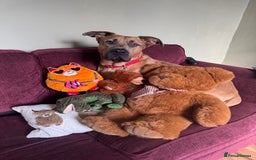 Mixed Breed dogs for sale: Urgent Rehoming, Bruno - Image 1