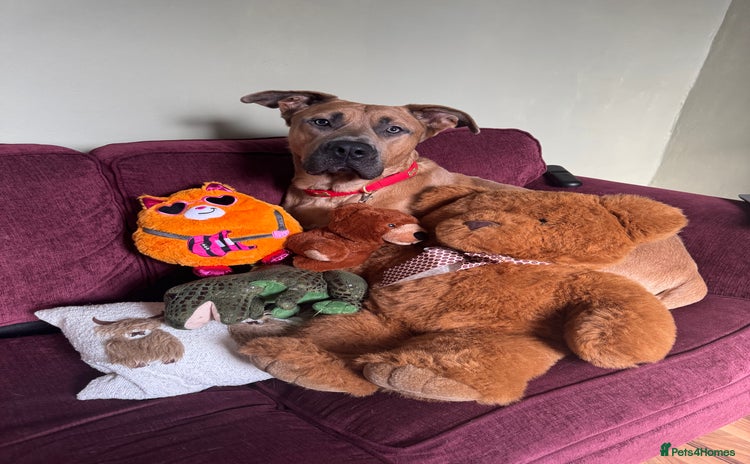 Mixed Breed dogs - Advert 1