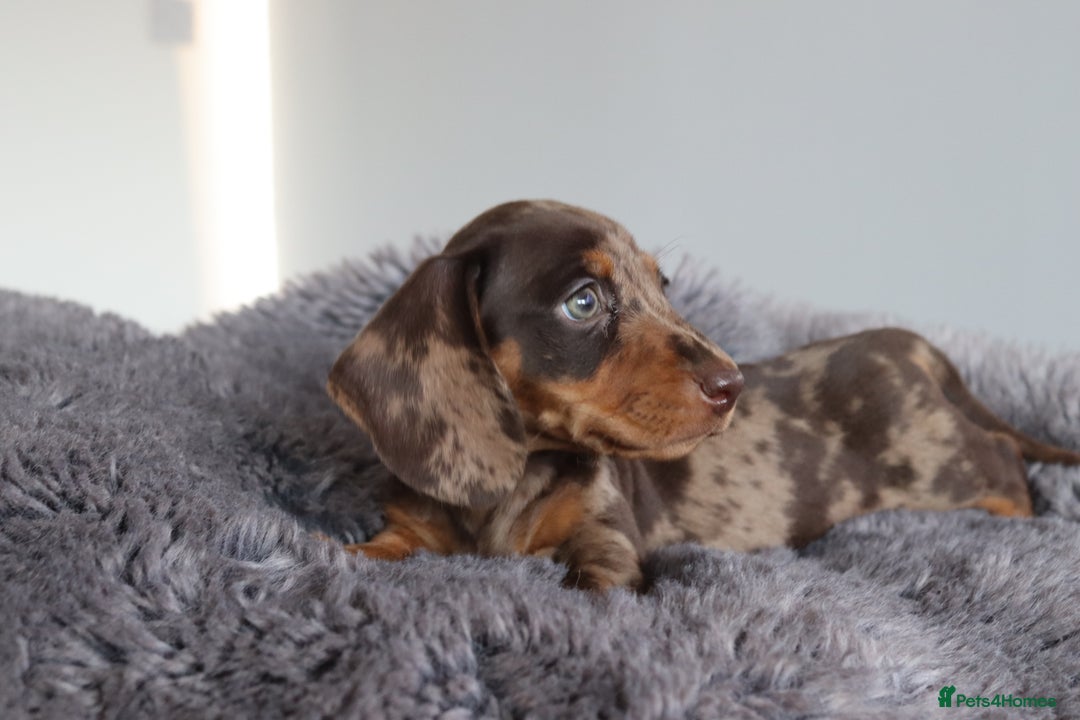 Miniature Dachshund dogs for sale: Stunning Miniature dachshunds  - Image 11