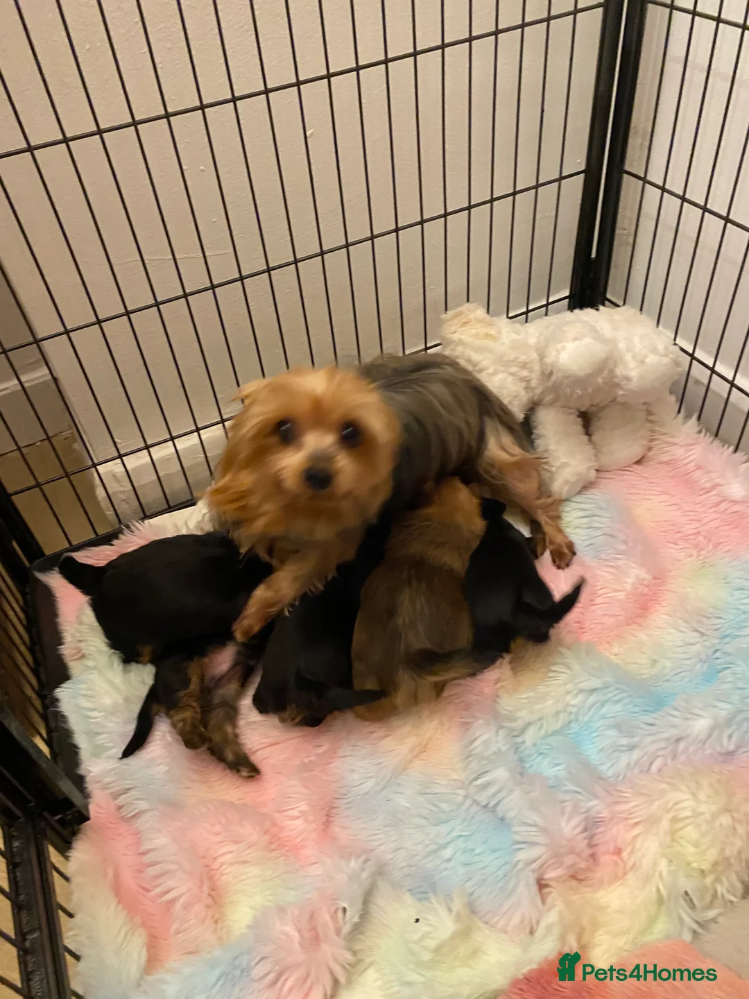 Yorkshire Terrier dogs for sale: KC Registered Yorkshire terrier puppy’s  - Advert 10