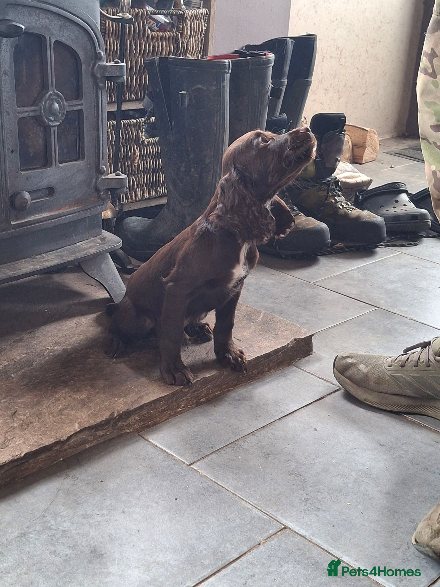Sprocker dogs 🌟 Fully Health Tested Sprocker Spaniel Puppies🌟 - Advert 2