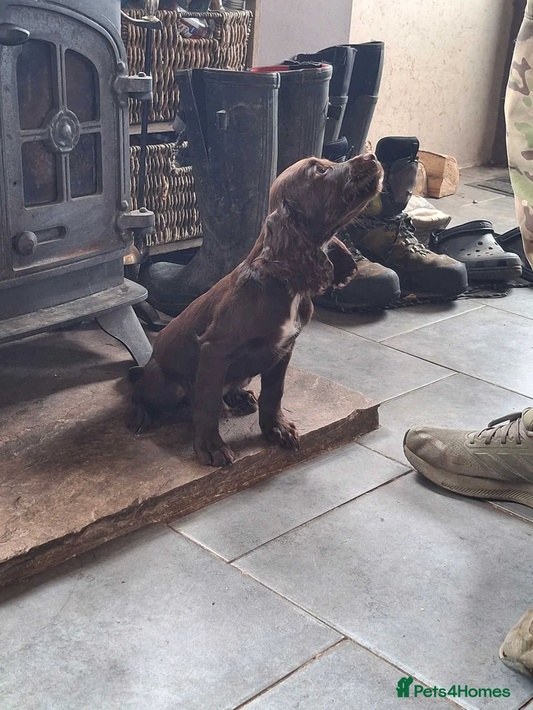 Sprocker dogs for sale: 🌟 Fully Health Tested Sprocker Spaniel Puppies🌟 - Advert 2
