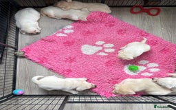 Labrador Retriever dogs for sale: Beautiful Labrador Puppies - Image 2