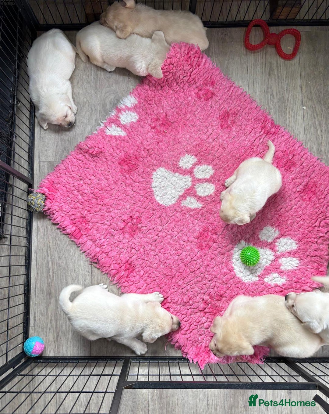 Labrador Retriever dogs for sale: Beautiful Labrador Puppies - Image 2