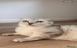 Scottish Fold cats for sale: Scottish Fold Short Hair - Image 3