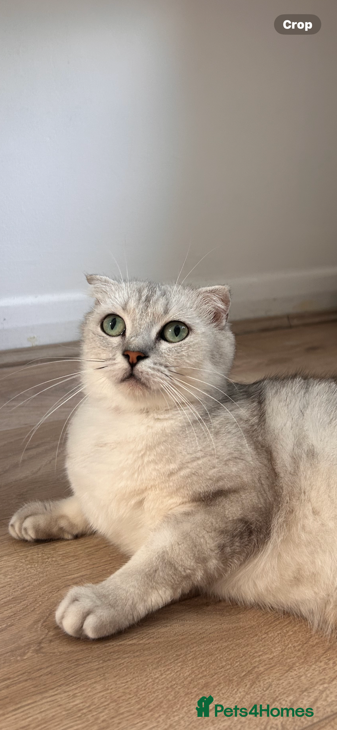 Scottish Fold cats for sale: Scottish Fold Short Hair - Image 3
