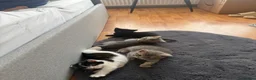 Mixed Breed cats for sale: Kittens looking forever home. - Advert 7