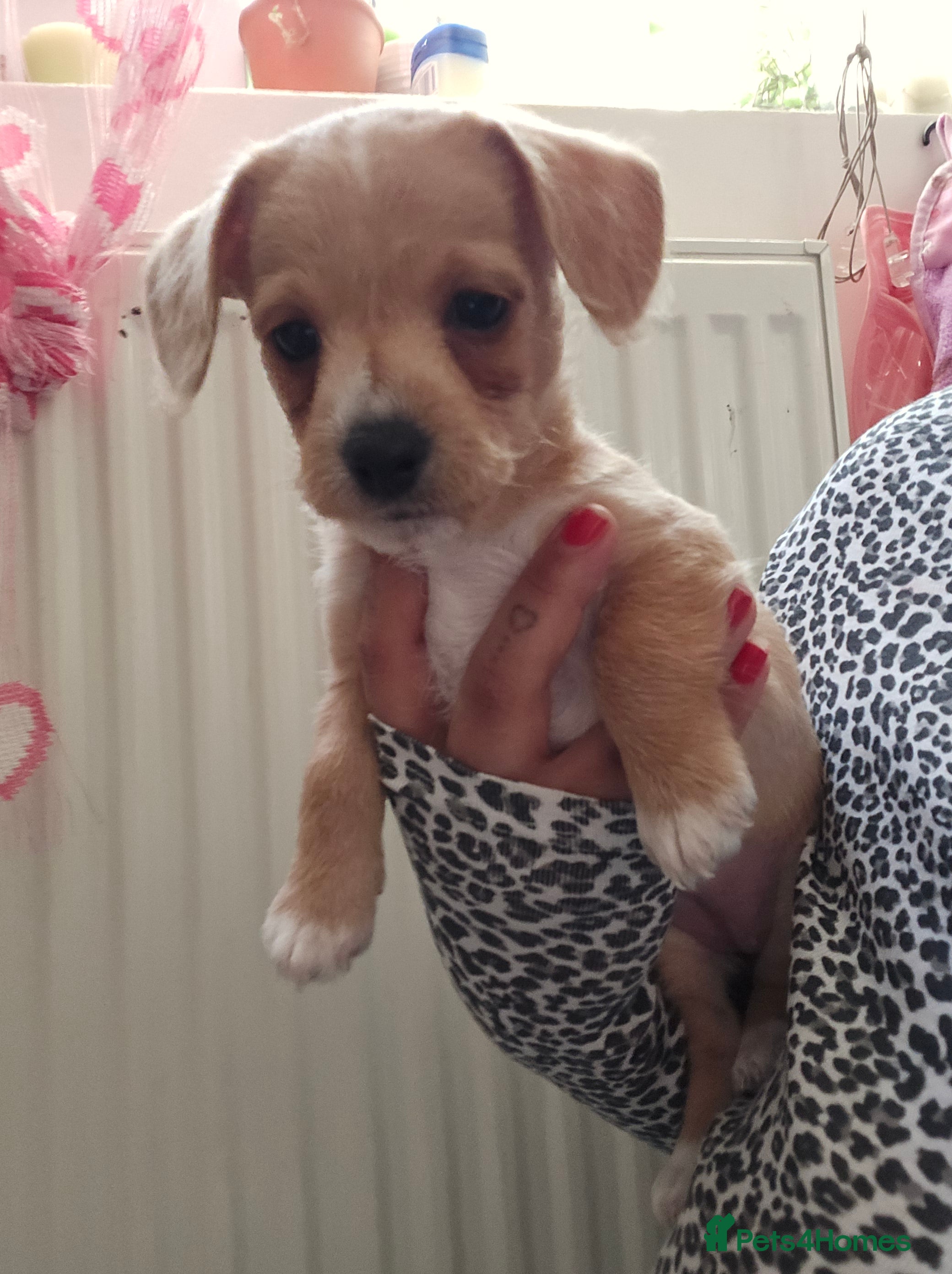 Jackapoo dogs Beautiful jackapoo  - Advert 1