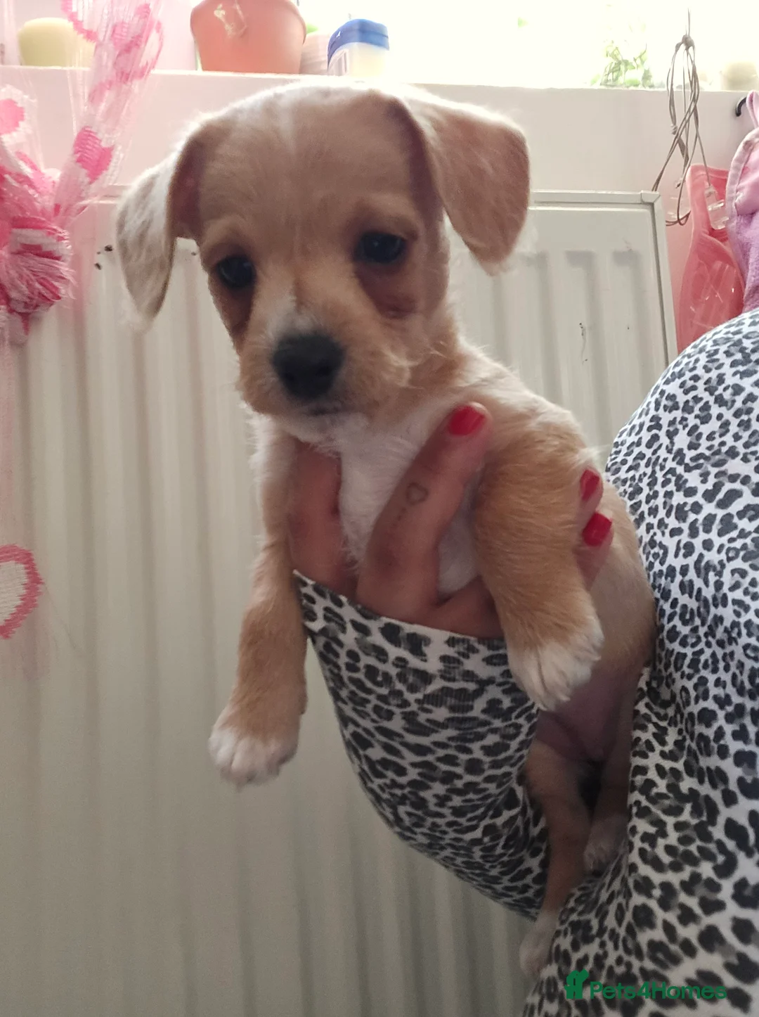 Jackapoo dogs for sale: Beautiful jackapoo  - Advert 1