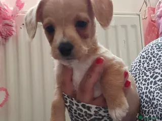 Jackapoo dogs Beautiful jackapoo - Advert 1