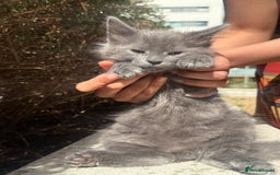 Mixed Breed cats for sale: Gorgeous Solid Grey Fluffy Boy - Image 4