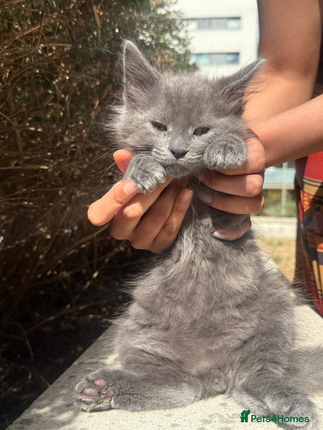 Mixed Breed cats for sale: Gorgeous Solid Grey Fluffy Boy - Image 4