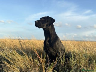 Labrador Retriever dogs KC health tested proven Labrador stud - Advert 5