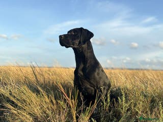 Labrador Retriever dogs KC health tested proven Labrador stud - Advert 8